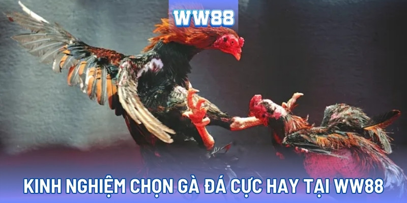 Các kinh nghiệm chăm sóc và chọn gà đá của các cao thủ WW88