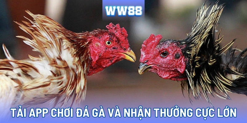 Tải app nhận thưởng cực hời và tham gia đá gà WW88