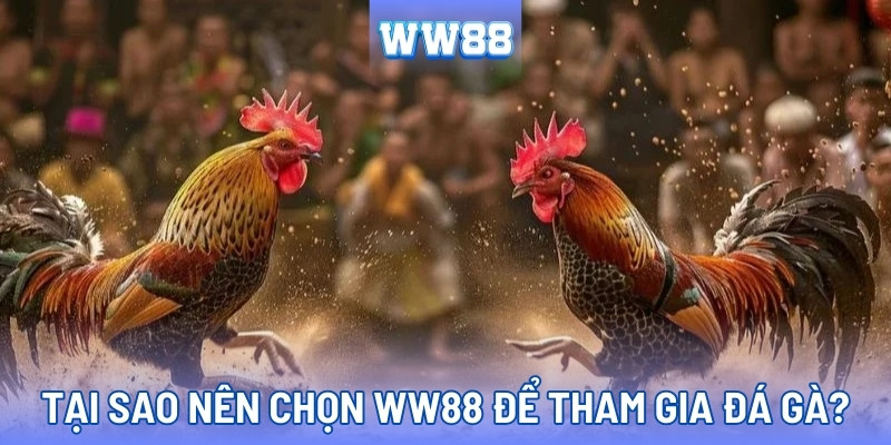 Nền tảng đá gà trực tuyến chuyên nghiệp tại WW88